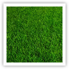 Commercial Turf