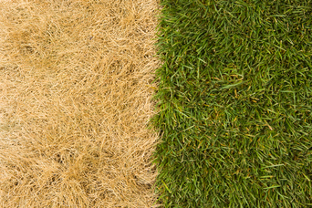 Say Goodbye to Brown Grass Forever by Investing in Artificial Grass Installation
