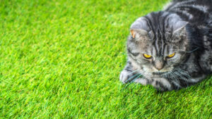 Artificial Grass and Cats: A Match Made in Heaven or a Match to Forget?