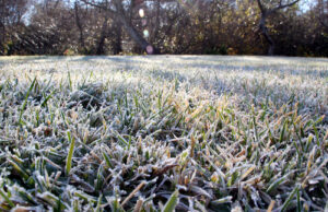 Find Out if Your Artificial Grass Could Be Damaged by a Frosty Night