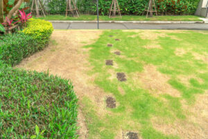 The lawn in front of the house is disturbed by pests and diseases causing damage to the green lawns, lawns in poor condition and requiring maintenance.